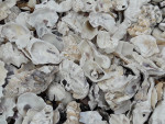 Oesterschelpen