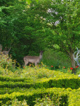 Ree in de tuin